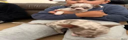 Chihuahua dogs for sale: Stunning litter of Merle & lilac chihuahuas  - Advert 5
