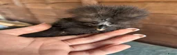 Chickens poultry for sale: Silkie cockerels in Ipswich - Advert 4