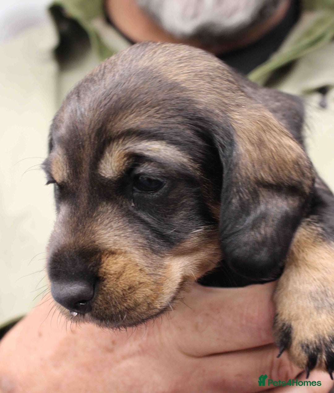 Dachshund dogs for sale: Wire Haired Dachshund Puppies - Image 12