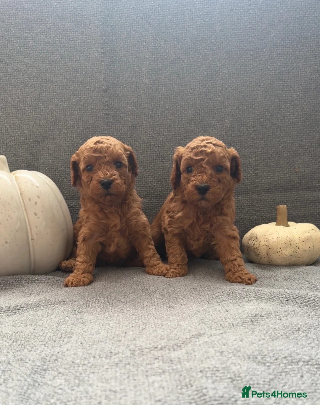 Toy Poodle dogs for sale: Beautiful KC Toy Poodle puppies  - Advert 1
