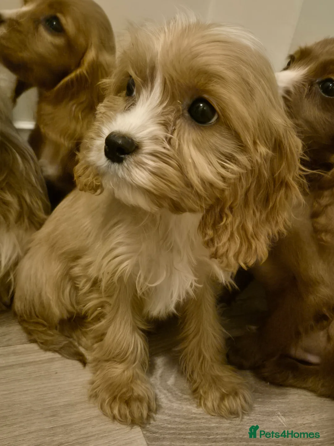 Cavapoo dogs for sale: Cavapoo - Advert 2