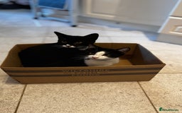 Mixed Breed cats for sale: 2 bonded males needs a home asap - Image 24
