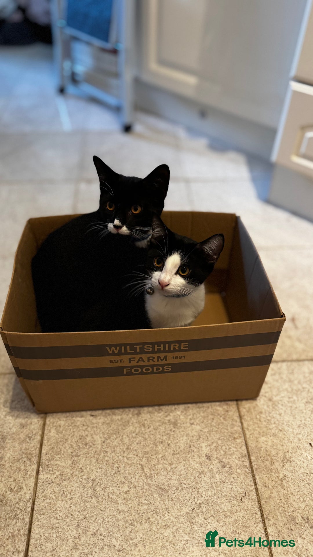 Mixed Breed cats for sale: 2 bonded males needs a home asap - Image 24