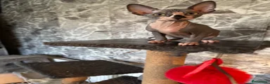 Sphynx Kitten 1