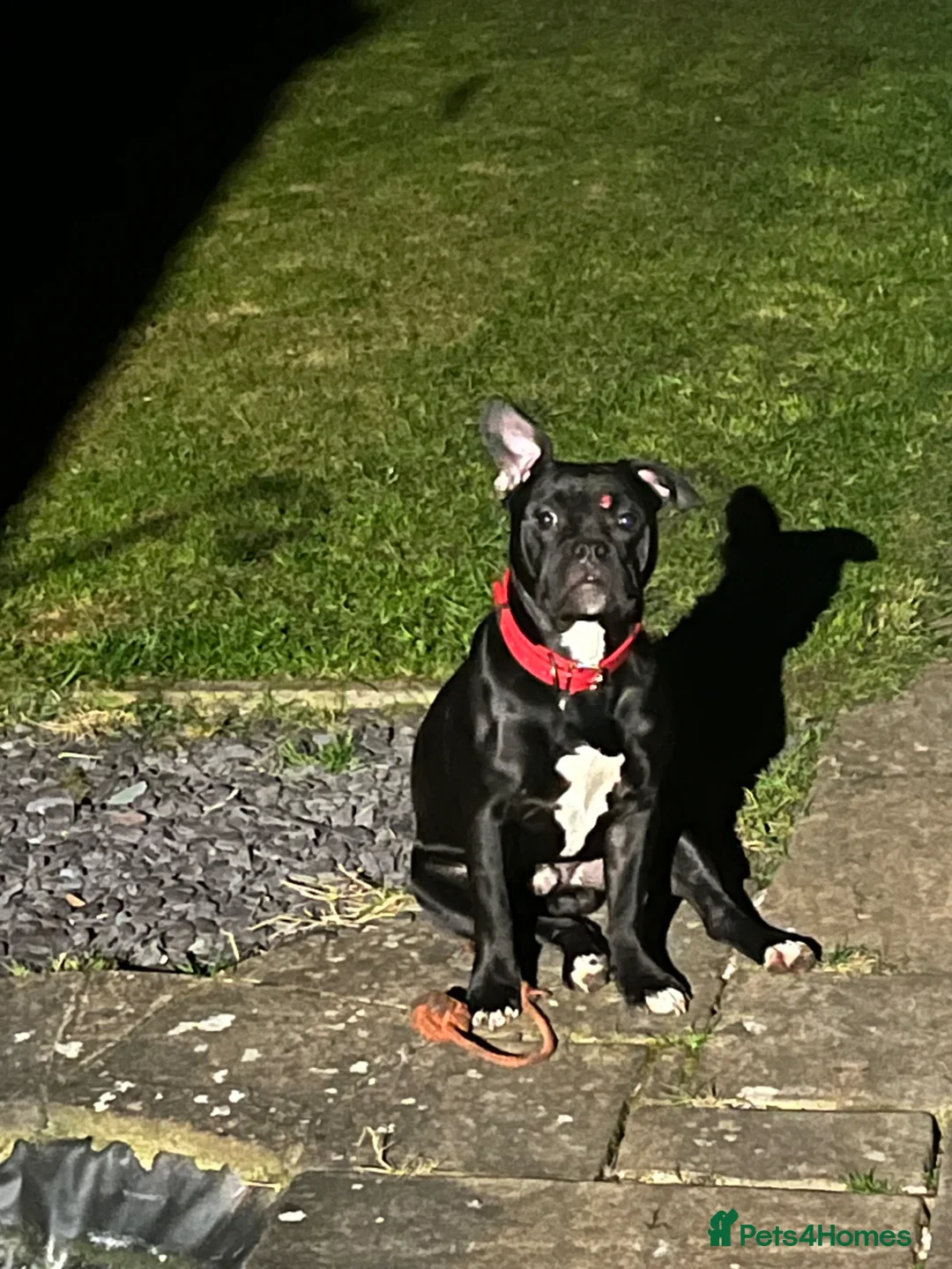 Mixed Breed dogs for sale: 9 month old staff/pug cross - Advert 1