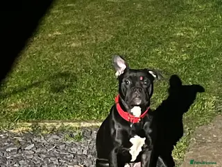 Mixed Breed dogs 9 month old staff/pug cross - Advert 1