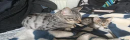 Savannah cats for sale: Adorable silver spotted Savannah SBT kittens - Advert 11