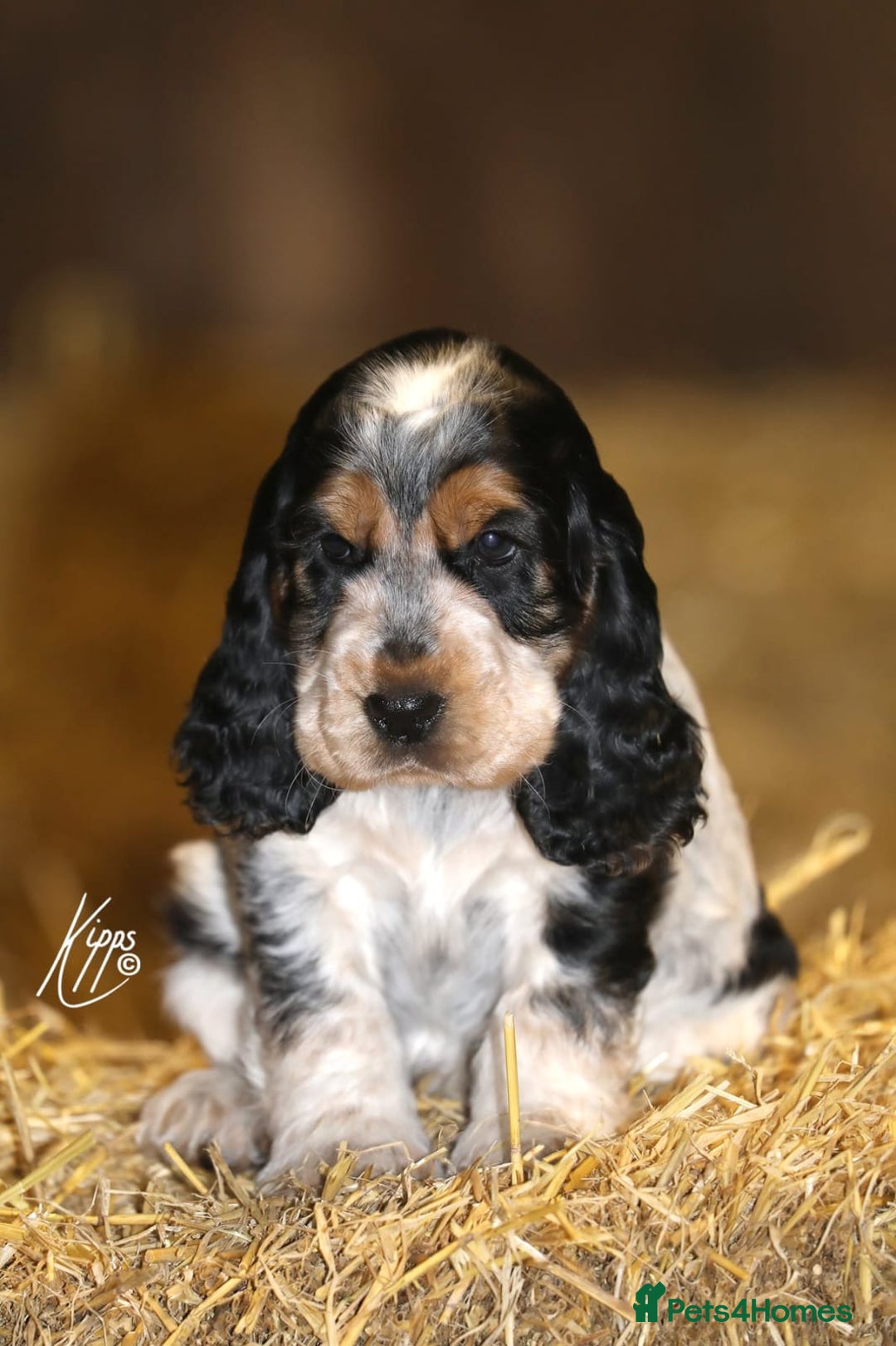 Cocker Spaniel dogs for stud: Show Cocker, Blue Roan and Tan (Stud Service Only) in Doncaster - Advert 16