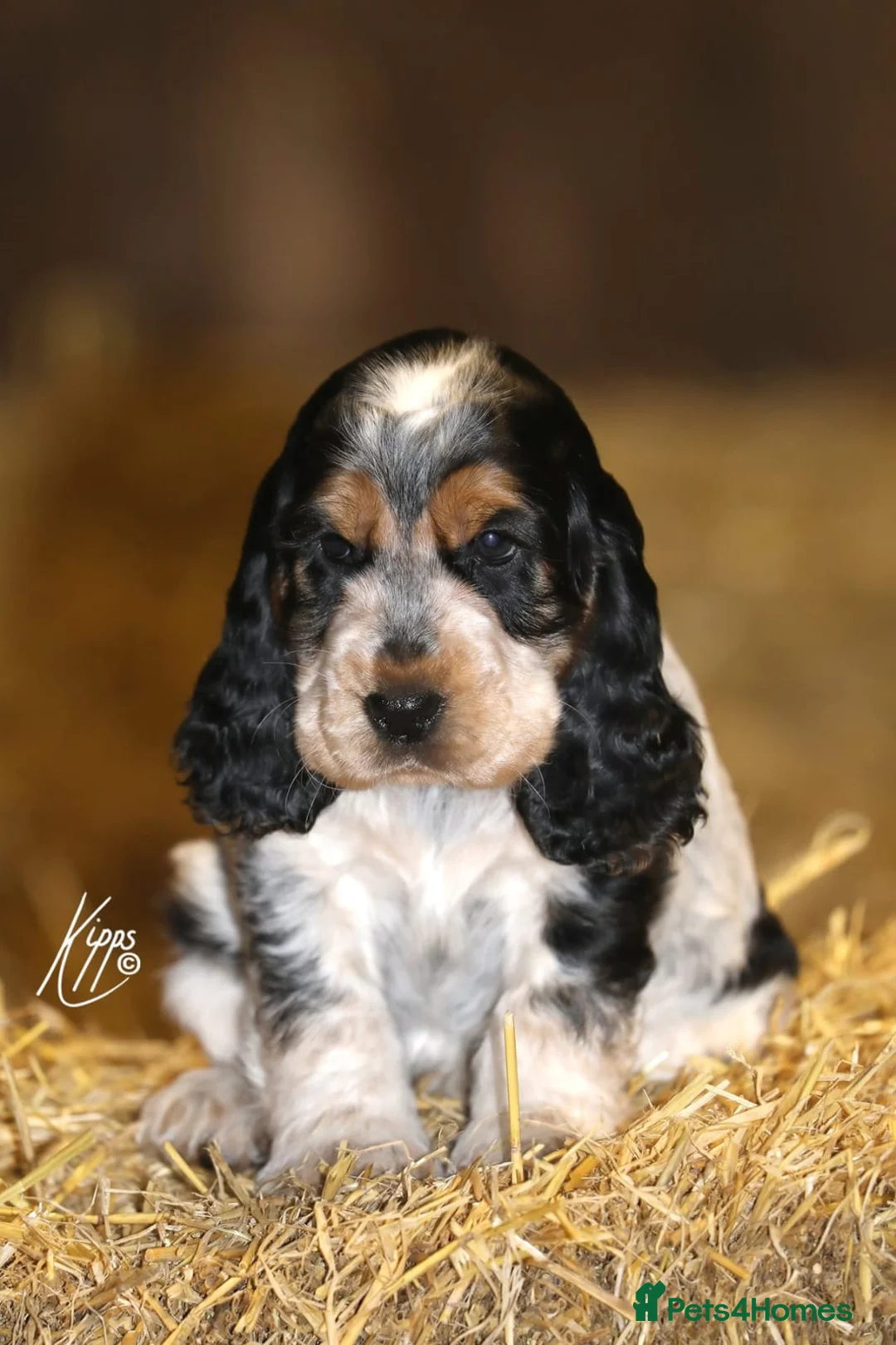 Cocker Spaniel dogs for stud: Show Cocker, Blue Roan and Tan (Stud Service Only) in Doncaster - Advert 16