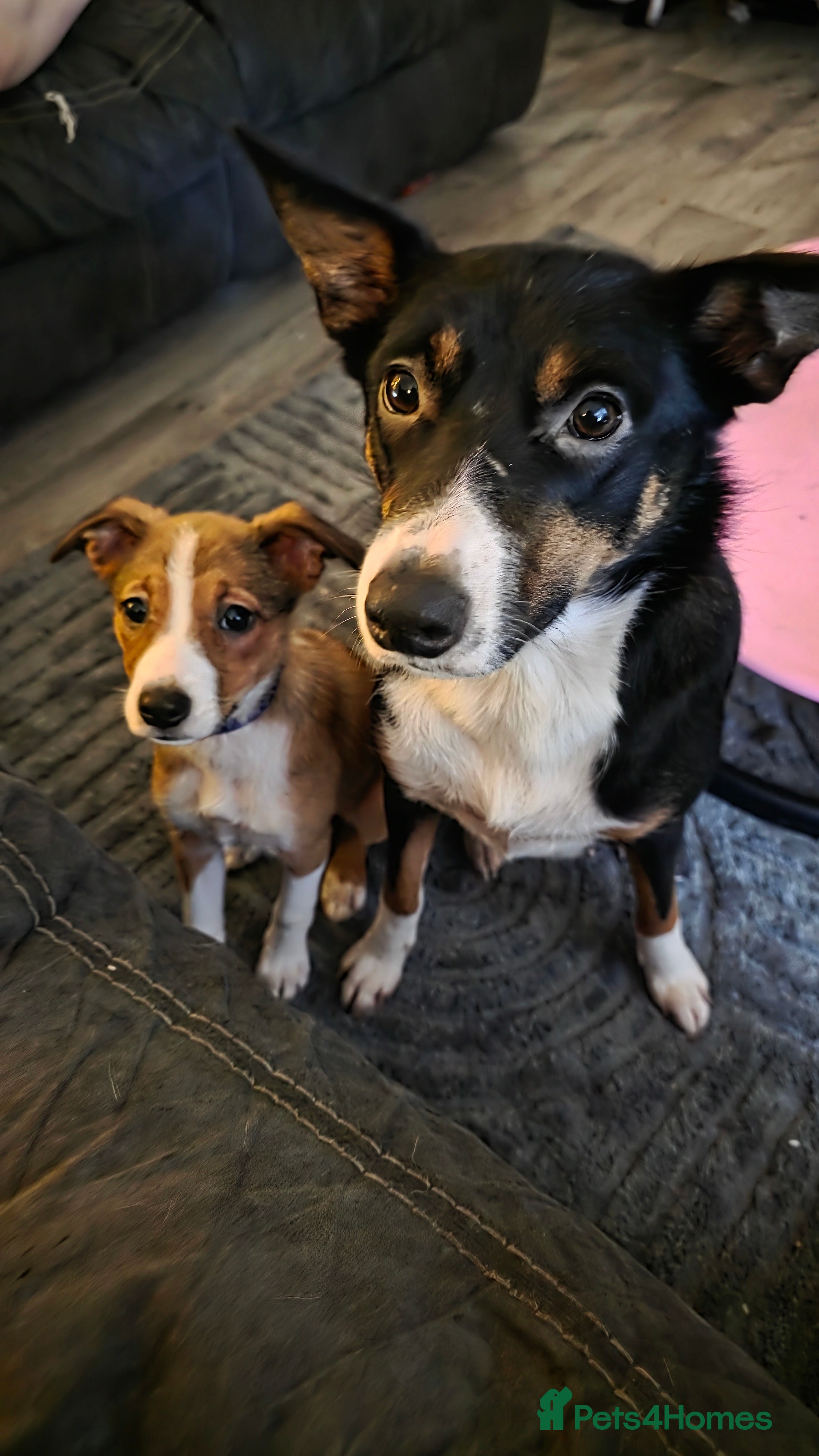 Mixed Breed dogs Beautiful collie x kelpie girl  - Advert 15