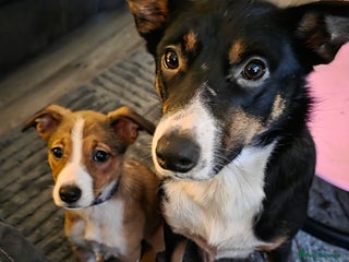 Mixed Breed dogs Beautiful collie x kelpie girl - Advert 15