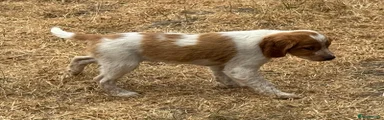 Brittany Spaniel 3
