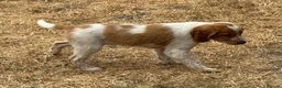 Brittany Spaniel dogs for sale: Brittany Puppies (HPR) - Advert 2