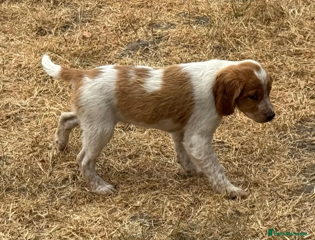 Brittany Spaniel dogs for sale: Brittany Puppies (HPR) - Advert 2