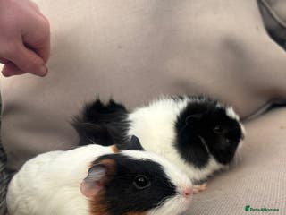 Guinea Pig rodents 2 beautiful baby girl guinea pigs - Advert 6
