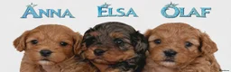 Cavapoo dogs for sale: Beautiful F1 Cavapoo puppies  - Advert 9
