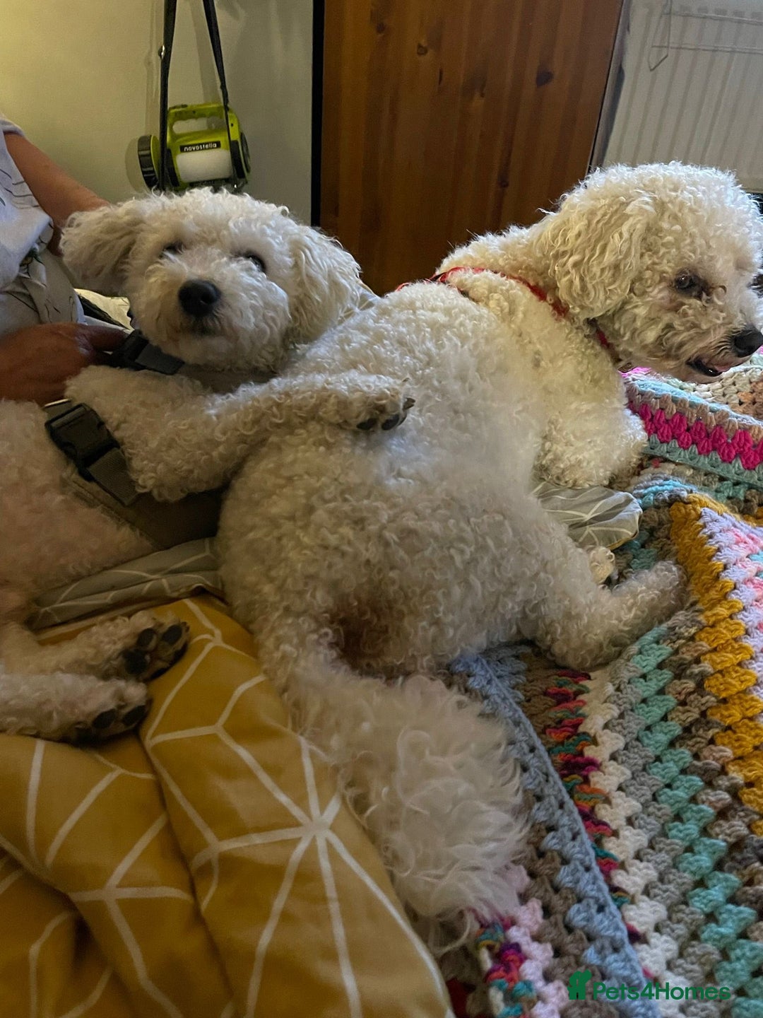 Mixed Breed dogs for adoption: DAISY & BILLY - BONDED PAIR  - Advert 2