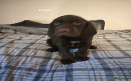 Mixed Breed dogs for sale: Sprizla pointer puppies for sale  - Image 1