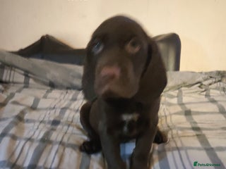 Mixed Breed dogs - Advert 19