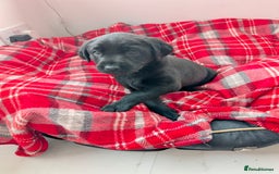 Labrador Retriever dogs for sale: Beautiful Labrador puppys  - Image 38