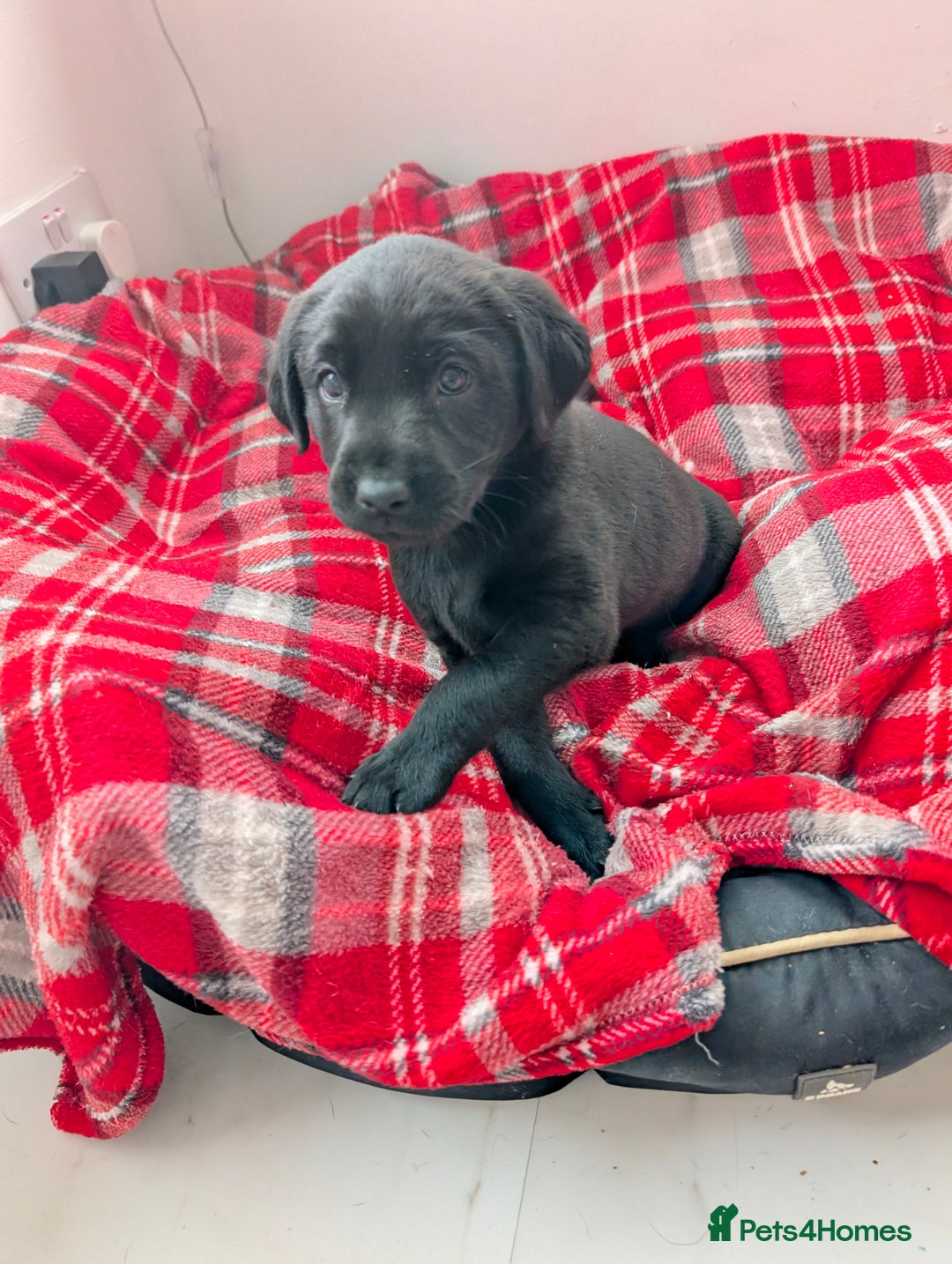 Labrador Retriever dogs for sale: Beautiful Labrador puppys  - Image 38