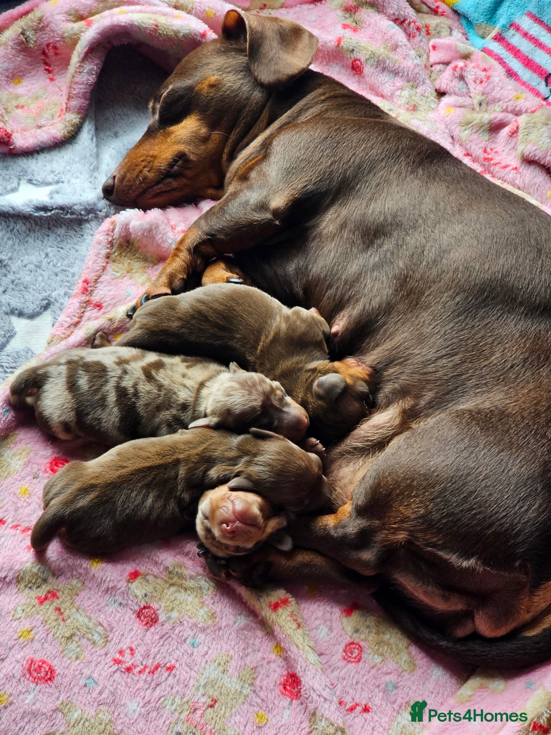 Dachshund dogs for sale: Tink and big momma  - Image 8