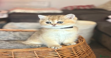 Scottish Fold cats - Advert 1
