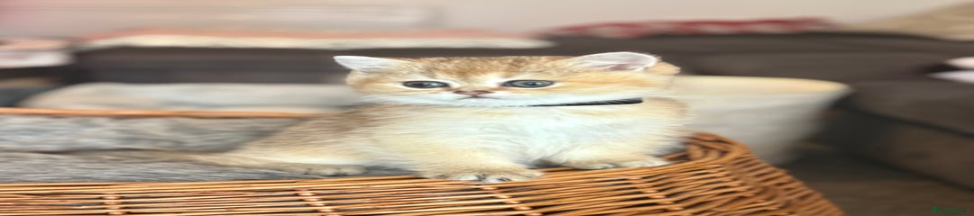 Scottish Fold Kitten 1