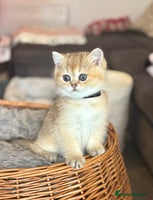 Scottish Fold cats - Advert 8