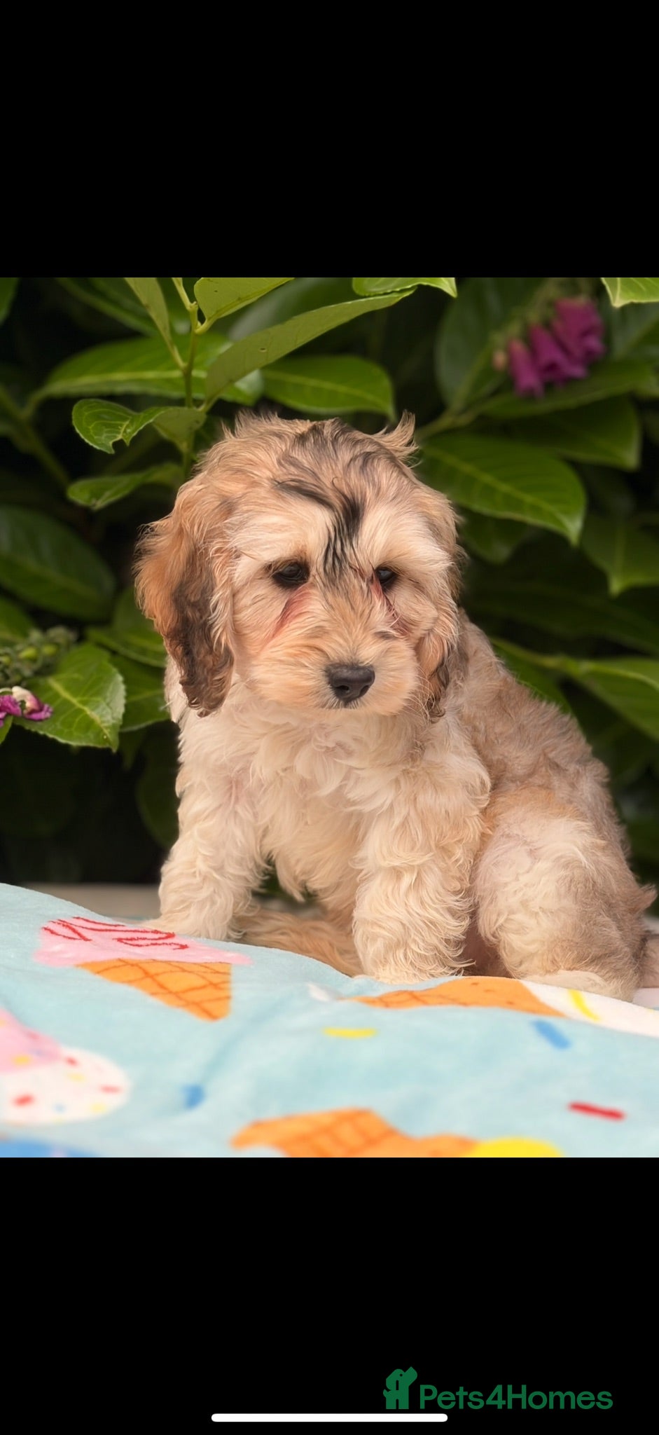 Cockapoo dogs 🌸 READY NOW SHOW QUALITY TOY F1 COCKERPOOS 🌸 - Advert 2