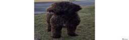 Labradoodle dogs for stud: Hypoallergenic Health Checked Labradoodle PROVEN😍 - Advert 2