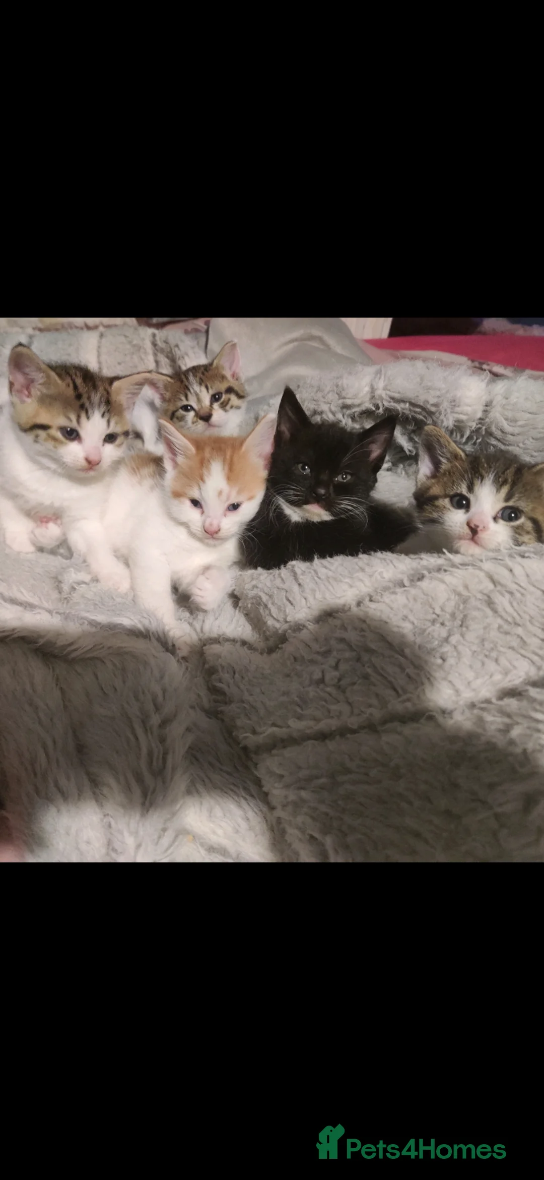Mixed Breed cats for sale: Beautiful soft loving kittens  - Advert 1
