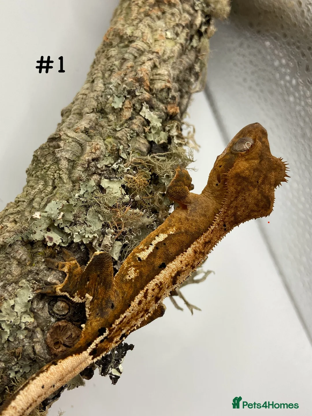 Gecko reptiles for sale: Adult and Juvenile Crested Geckos - Advert 4