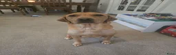 Labrador Retriever dogs for sale: Fox red labrador puppies for sale - Advert 2