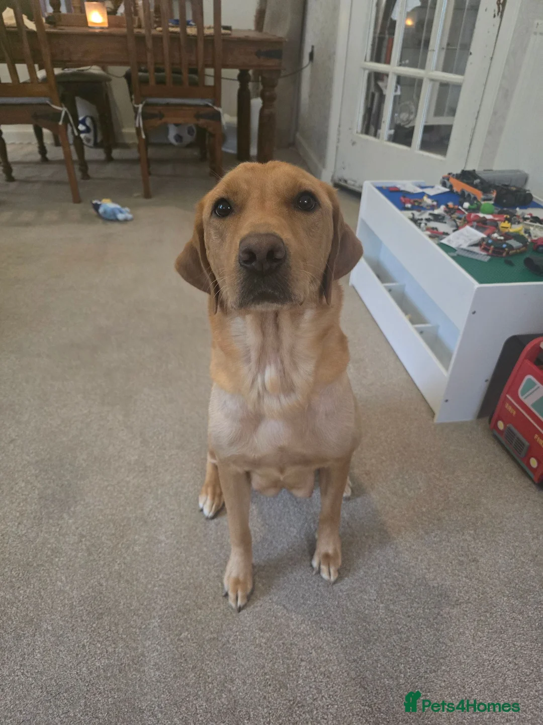 Labrador Retriever dogs for sale: Fox red labrador puppies for sale - Advert 2