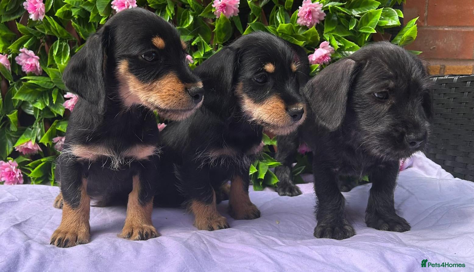 Dachshund dogs F1 SCHNOXIE EXTENSIVELY HEALTH TESTED PARENTS    - Advert 1