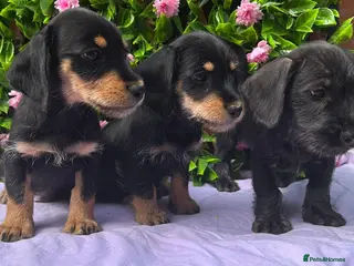 Dachshund dogs for sale: F1 SCHNOXIE EXTENSIVELY HEALTH TESTED PARENTS - Advert 2