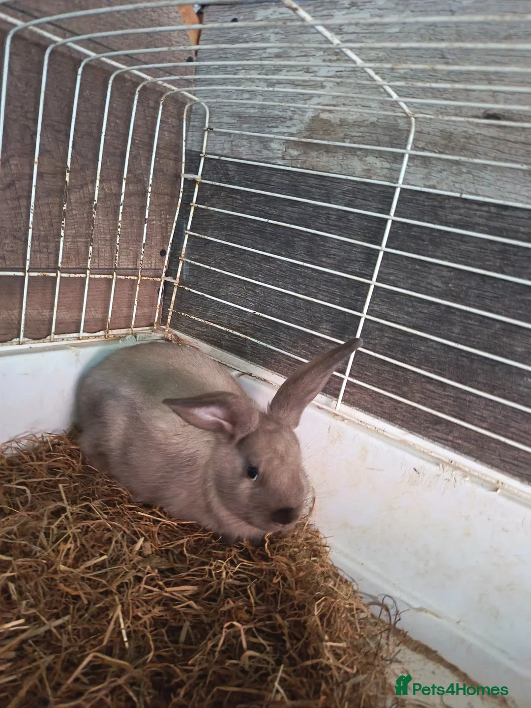 French Lop rabbits for sale: Last baby boy  - Advert 2