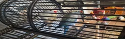 Ringnecks birds for sale: 2 indian Ringneck parakeets in Deal - Advert 4