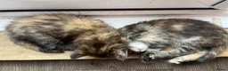 Maine Coon cats for sale: Beautiful Half Maine coon kittens  - Advert 5