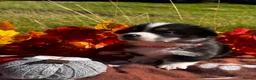 Welsh Corgi Pembroke dogs for sale: Stunning corgi puppies show quality  - Advert 23