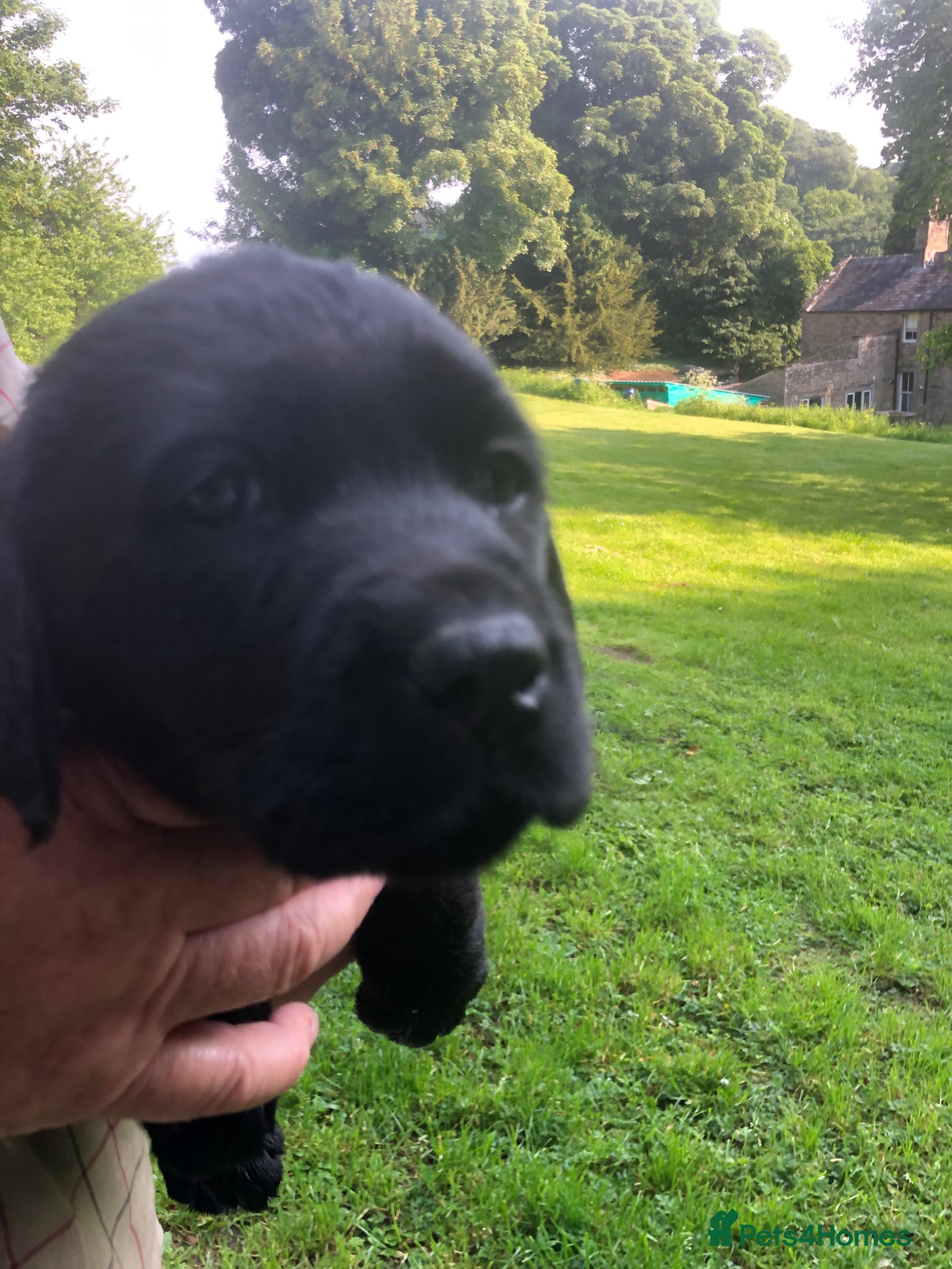 Labrador Retriever dogs Labrador Retriever puppies KC registered. - Advert 2