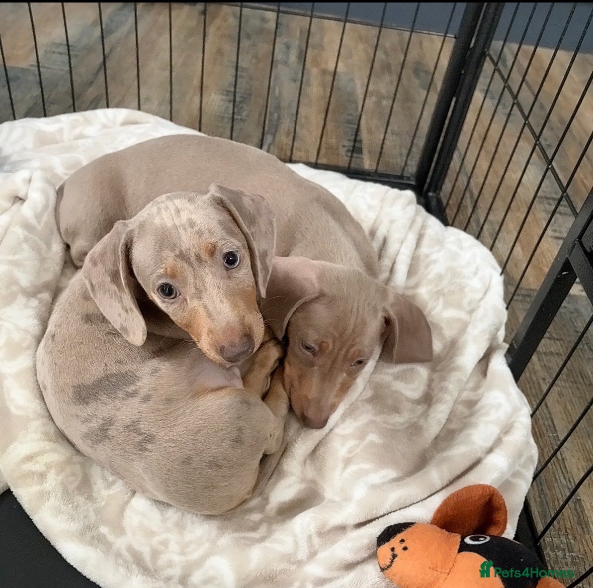 Miniature Dachshund dogs KC REGISTERED x2 minature male dachshunds  - Advert 13