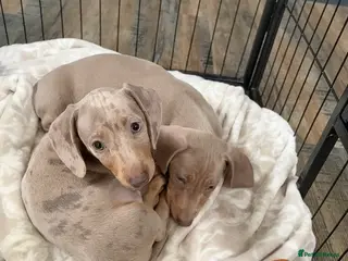 Miniature Dachshund dogs KC REGISTERED x2 minature male dachshunds - Advert 13