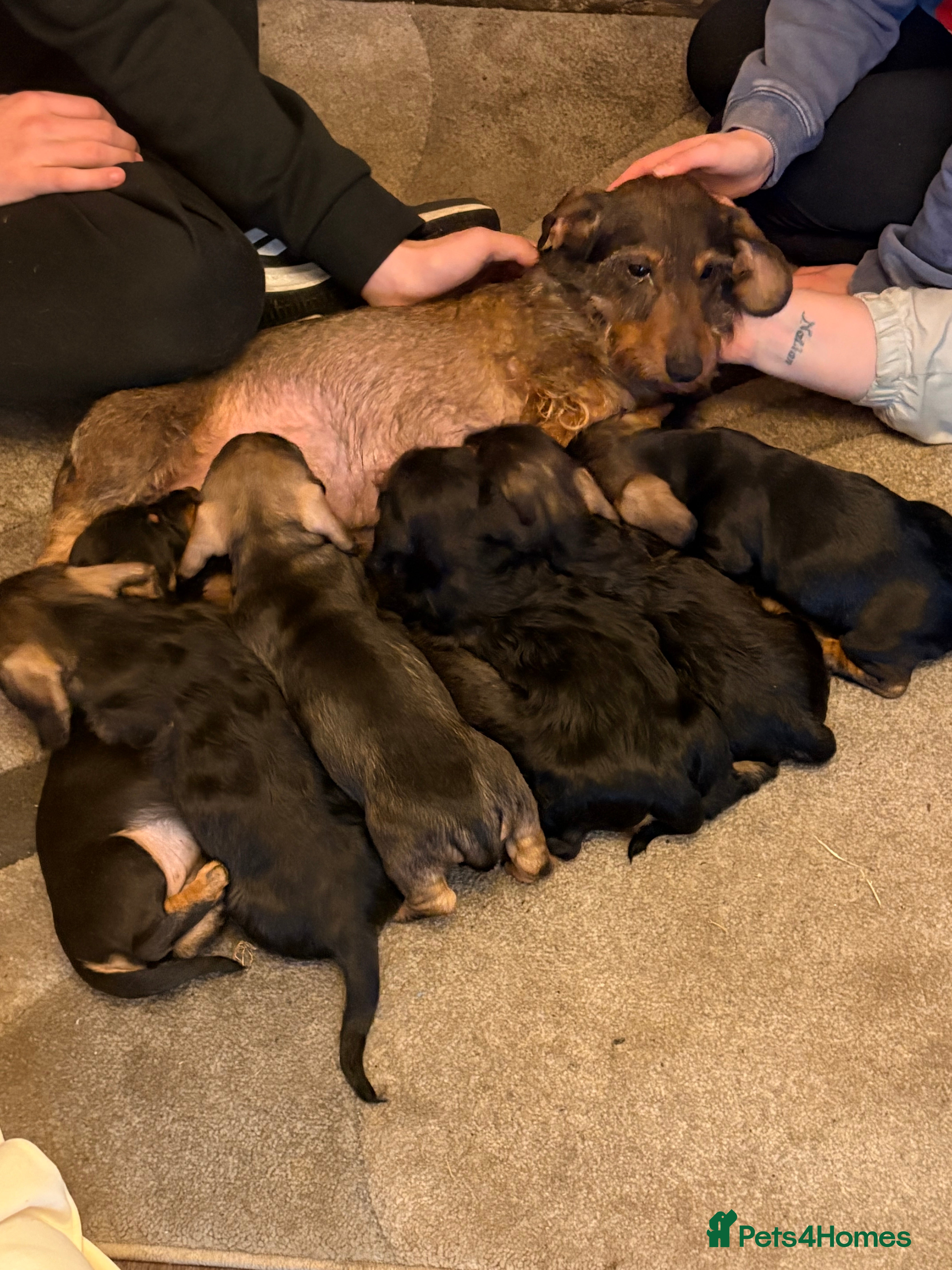 Dachshund dogs I have a beautiful litter of dachshund puppies  in Chesterfield - Advert 2