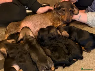 Dachshund dogs I have a beautiful litter of dachshund puppies in Chesterfield - Advert 2