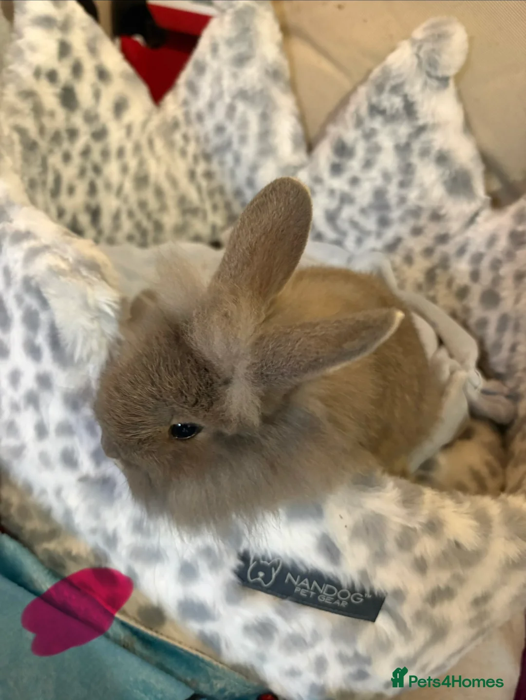 Lionhead rabbits for sale: Gorgeous bunnies for sale  in Reading - Advert 2