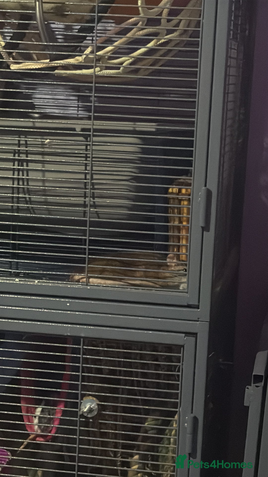 Rat rodents for sale: Ginger and summer  - Advert 3