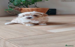 Maltipoo dogs for sale: Asian Teddy Toy Maltipoos  - Image 6