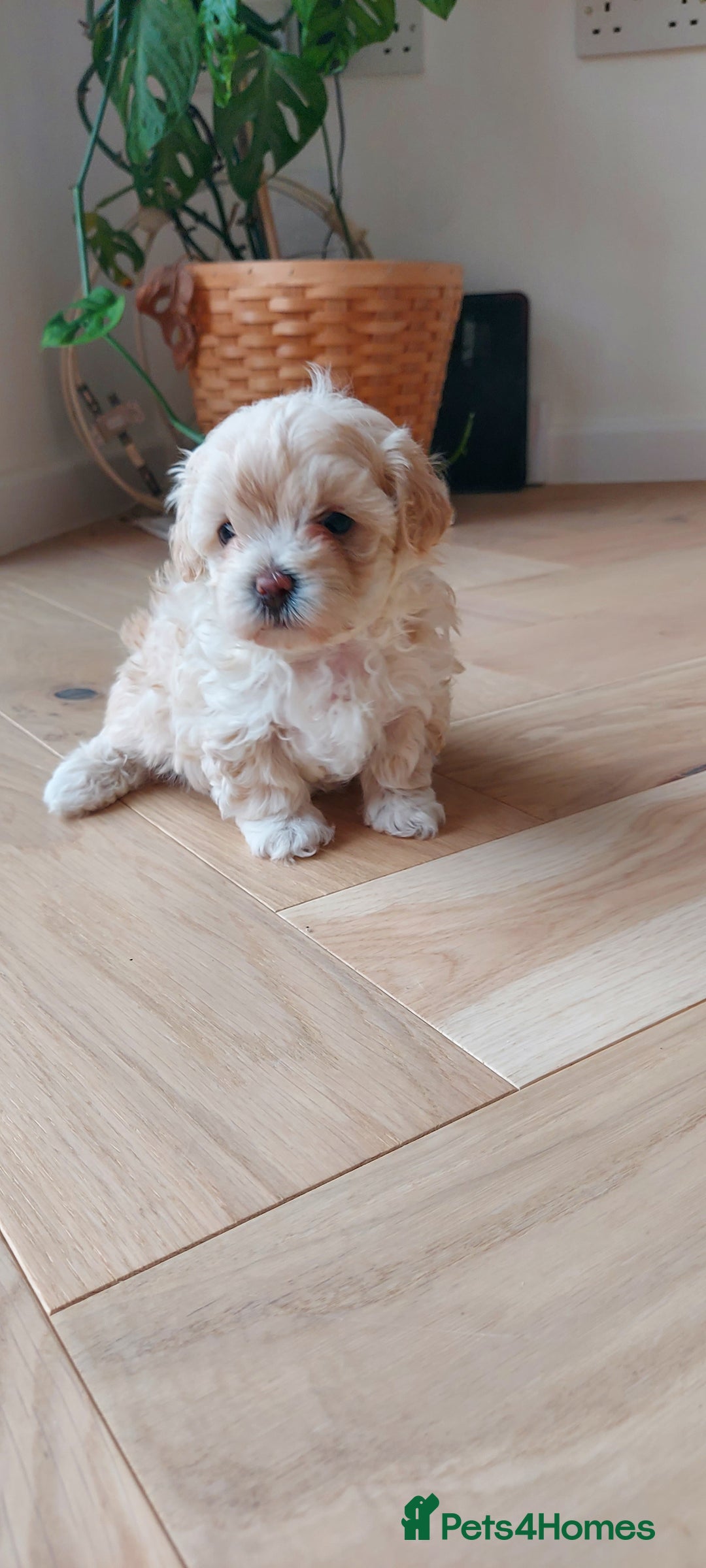 Maltipoo dogs for sale: Asian Teddy Toy Maltipoos  - Image 6